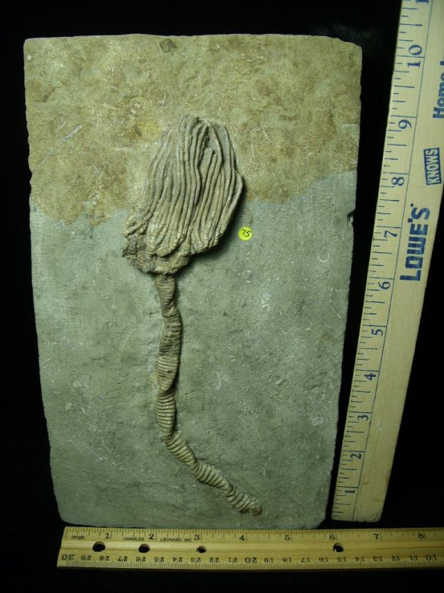 Indiana Crinoid Plate (012721n) - Image 2