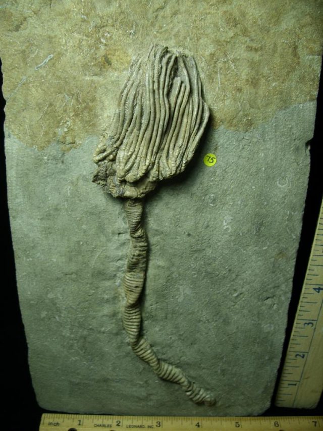 Indiana Crinoid Plate (012721n) - Image 3