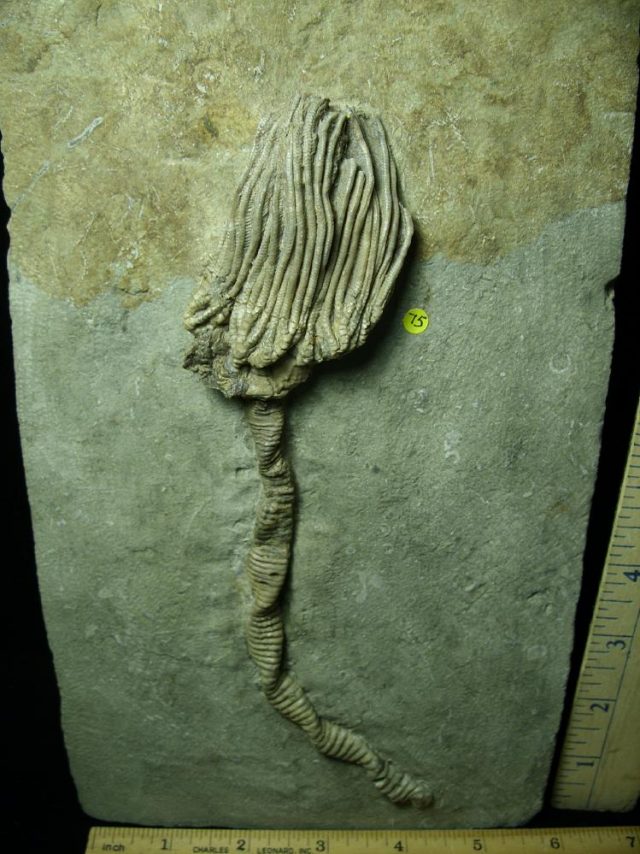 Indiana Crinoid Plate (012721n) - Image 4