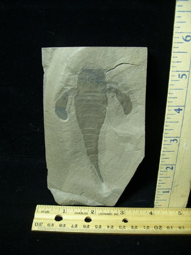 Eurypterid Specimen (012821h)  