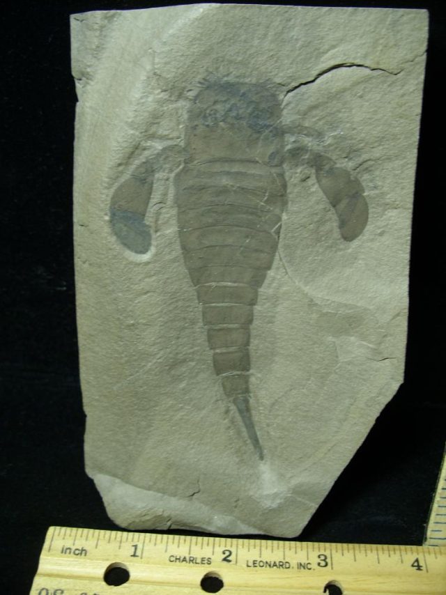 Eurypterid Specimen (012821h)   - Image 2