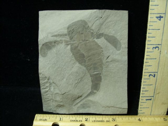 Eurypterid Specimen (012821j)  