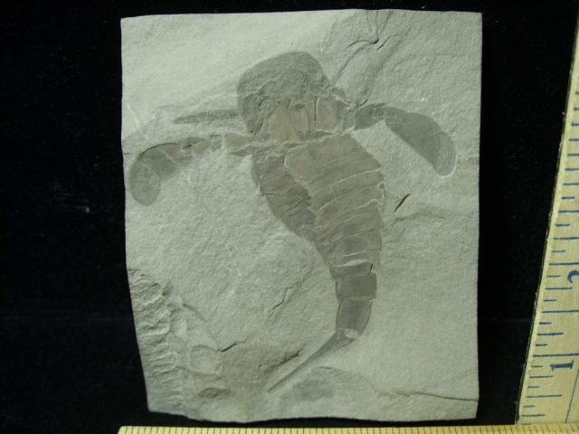 Eurypterid Specimen (012821j)   - Image 2