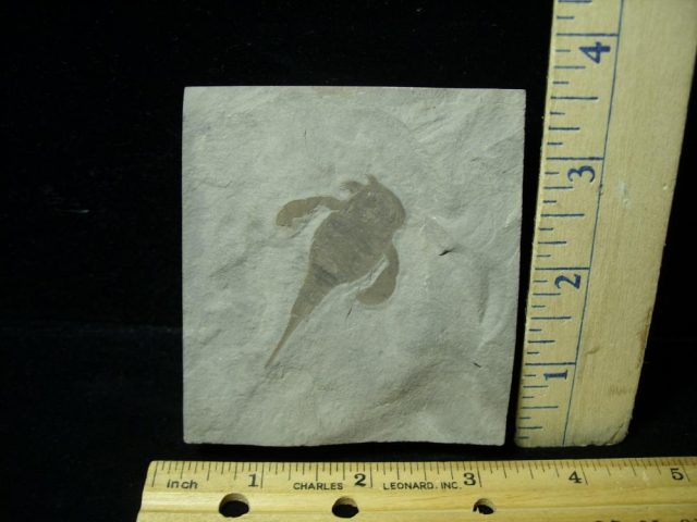 Eurypterid Specimen (012821k)  