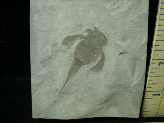 Eurypterid Specimen (012821k)   - Image 2