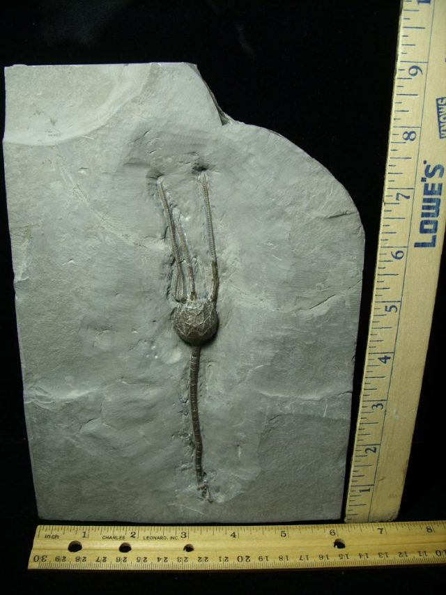 Rare Cystoid Specimen with Stem  (012821n)  * “SPECIAL - BELOW DEALER COST ” *