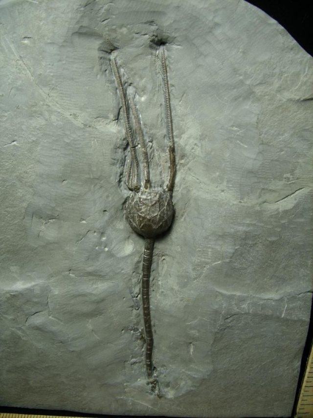 Rare Cystoid Specimen with Stem  (012821n)  * “SPECIAL - BELOW DEALER COST ” * - Image 2