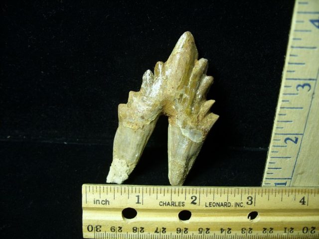 Basilosaurus  Whale  Tooth(012921g)