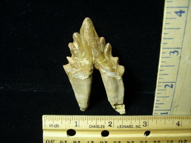 Basilosaurus  Whale  Tooth(012921g) - Image 2