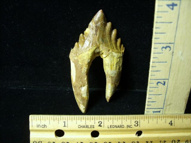 Basilosaurus Whale Tooth (012921h)