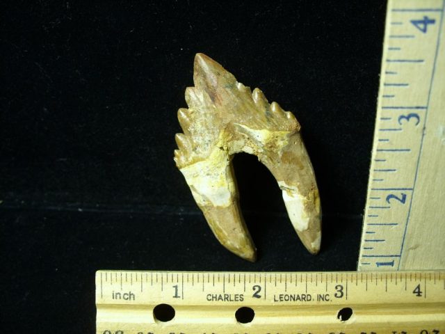 Basilosaurus Whale Tooth (012921h) - Image 2