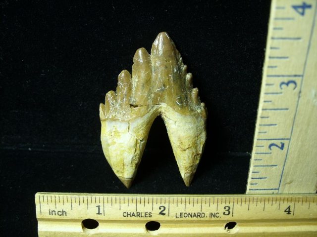 Basilosaurus Whale Tooth (012921k)