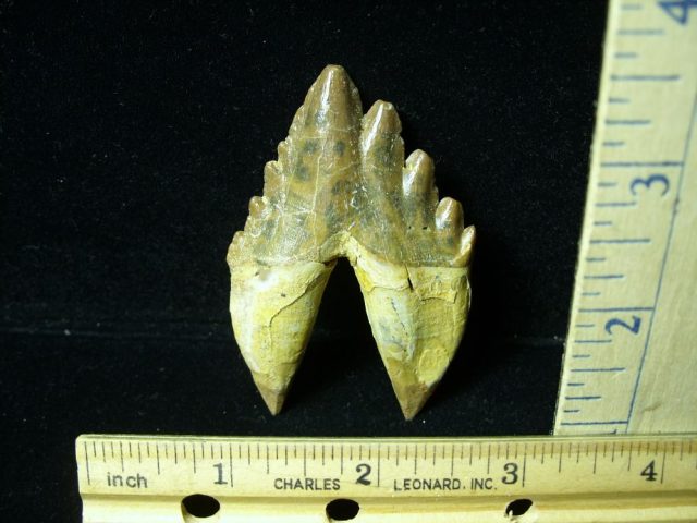 Basilosaurus Whale Tooth (012921k) - Image 2