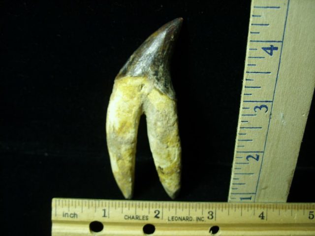 Basilosaurus Whale Tooth (012921n)