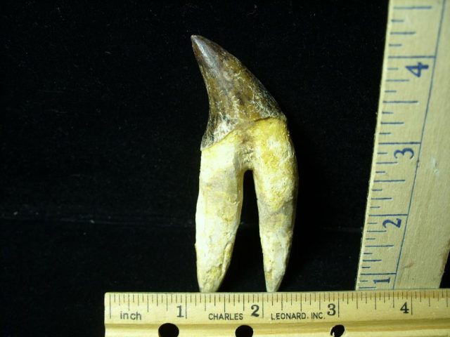 Basilosaurus Whale Tooth (012921n) - Image 2