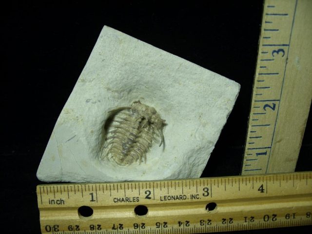 Ordovician  Ceratonurus Trilobite (013721a) - Image 6
