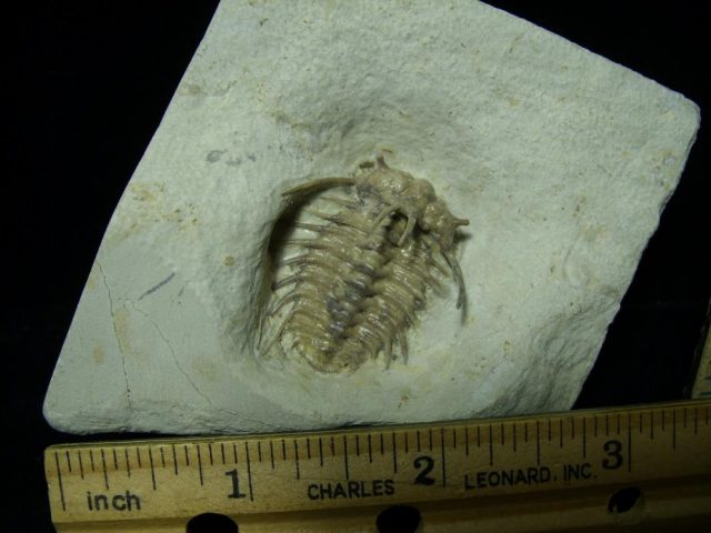 Ordovician  Ceratonurus Trilobite (013721a) - Image 5