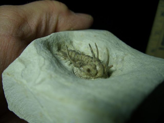 Ordovician  Ceratonurus Trilobite (013721a) - Image 4
