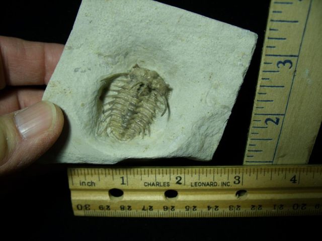 Ordovician  Ceratonurus Trilobite (013721a)
