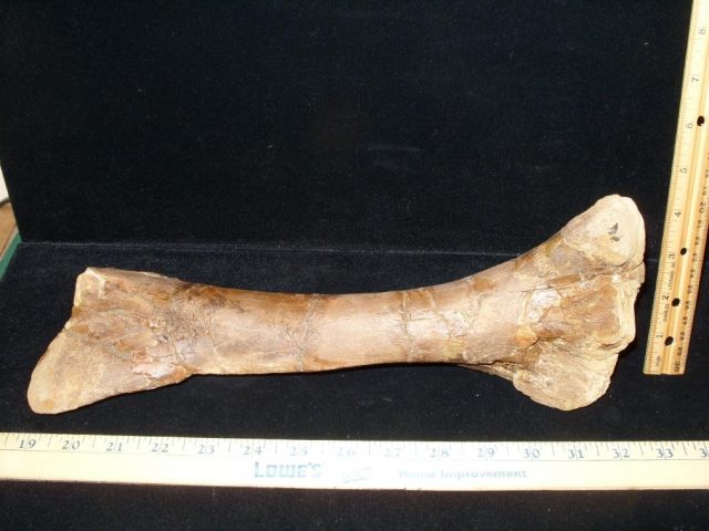 Pachycephalosaur Dinosaur Bone (013021k)