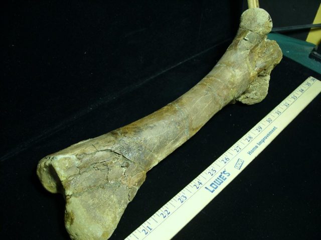 Pachycephalosaur Dinosaur Bone (013021k) - Image 2