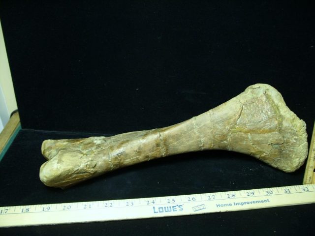 Pachycephalosaur Dinosaur Bone (013021k) - Image 3