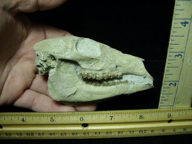 Fossil Skull "Leptomerycidae" (015421a)
