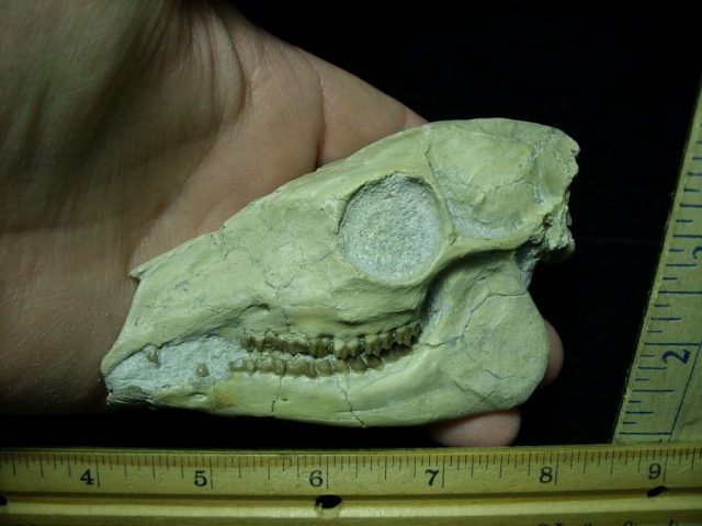 Fossil Skull "Leptomerycidae" (015421a) - Image 2