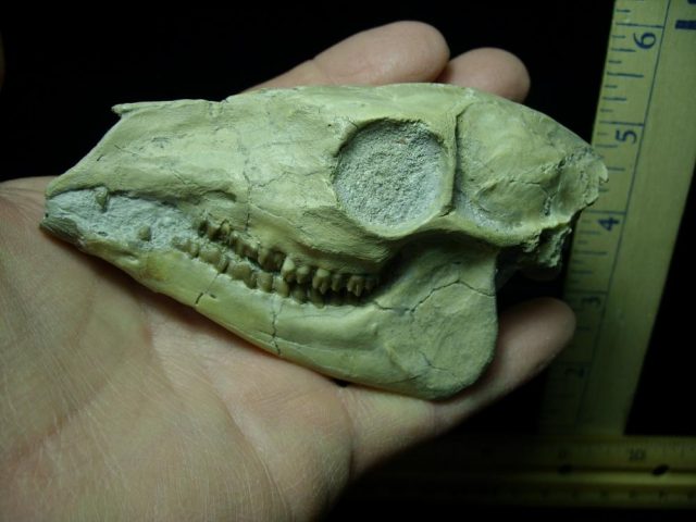 Fossil Skull "Leptomerycidae" (015421a) - Image 3