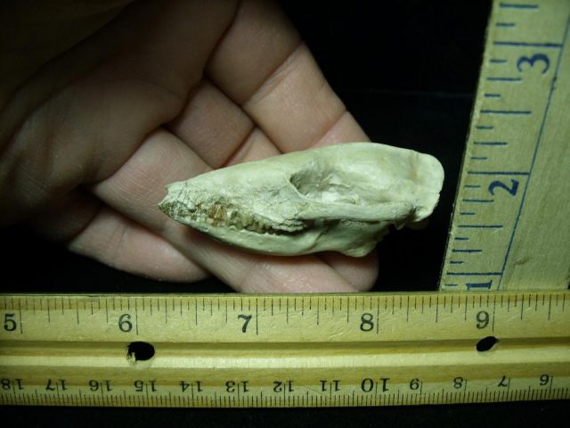 Fossil  Skull "Leptictida Leptictis" (015421b)