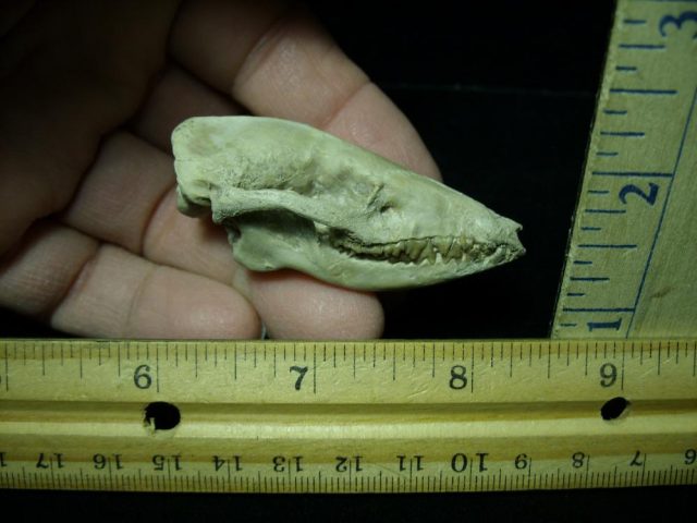 Fossil  Skull "Leptictida Leptictis" (015421b) - Image 2