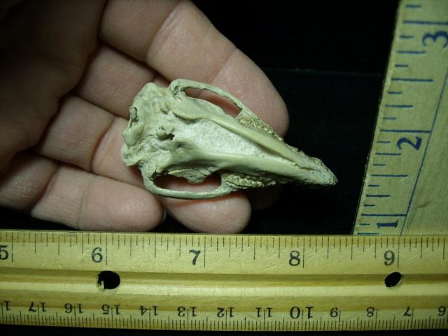 Fossil  Skull "Leptictida Leptictis" (015421b) - Image 3