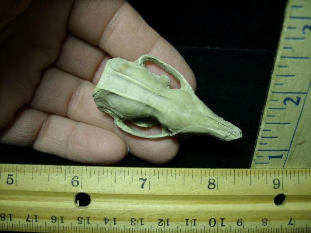 Fossil  Skull "Leptictida Leptictis" (015421b) - Image 4