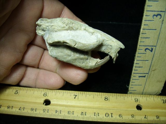 Fossil  Skull “Ischyromidae  Ischyromys” (015421d)