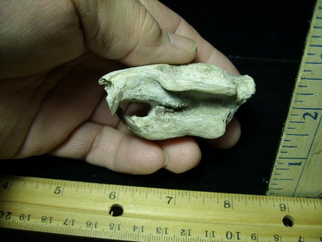Fossil  Skull “Ischyromidae  Ischyromys” (015421d) - Image 2