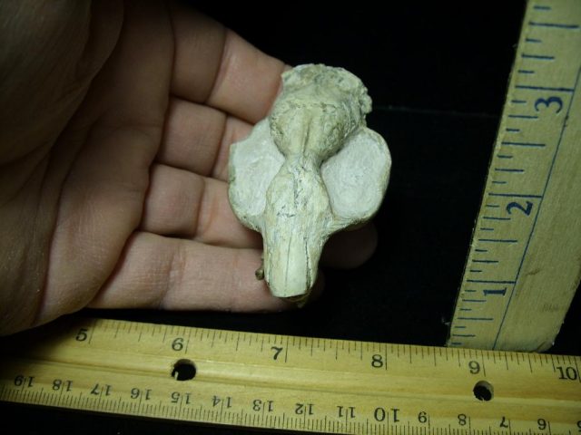 Fossil  Skull “Ischyromidae  Ischyromys” (015421d) - Image 3