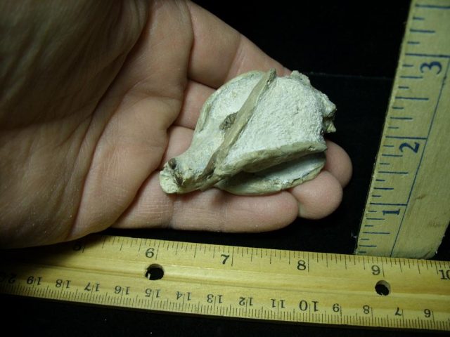 Fossil  Skull “Ischyromidae  Ischyromys” (015421d) - Image 4