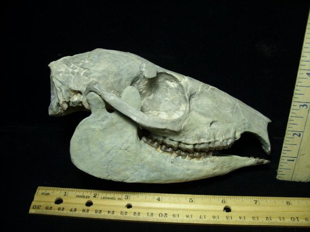 Fossil  Skull “Equidae Mesohippus” (015421e)