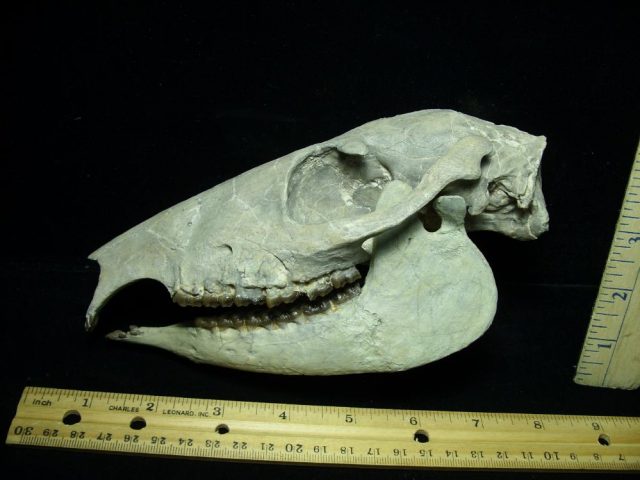 Fossil  Skull “Equidae Mesohippus” (015421e) - Image 2