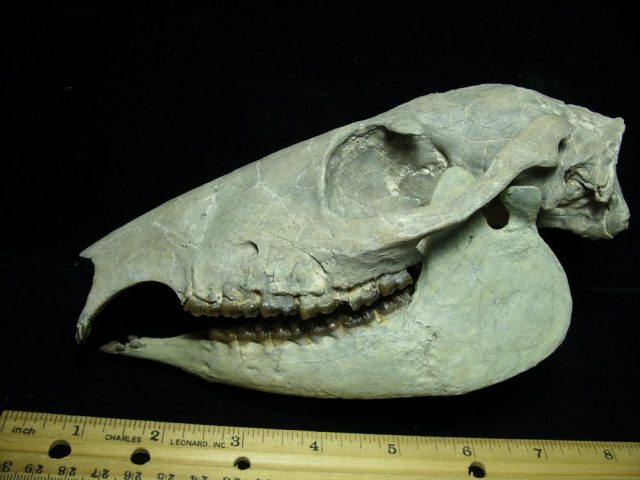 Fossil  Skull “Equidae Mesohippus” (015421e) - Image 3