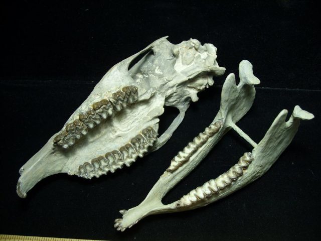 Fossil  Skull “Equidae Mesohippus” (015421e) - Image 4