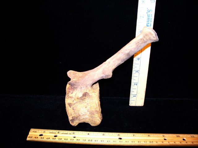 Hadrosaur (Duckbill Dinosaur) Tail Vertebra (016621d)   (SOLD BB -03/20/21)