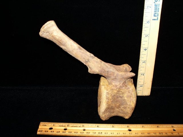 Hadrosaur (Duckbill Dinosaur) Tail Vertebra (016621d)   (SOLD BB -03/20/21) - Image 2