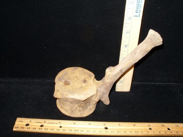 Hadrosaur (Duckbill Dinosaur) Tail Vertebra (016621d)   (SOLD BB -03/20/21) - Image 3