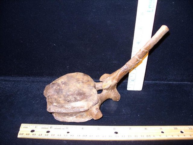 Triceratops Dinosaur Tail Vertebra (016621a)