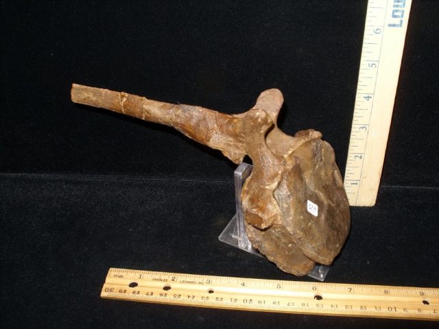 Triceratops Dinosaur Tail Vertebra (016621a) - Image 3