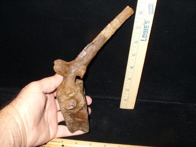 Triceratops Dinosaur Tail Vertebra (016621a) - Image 2