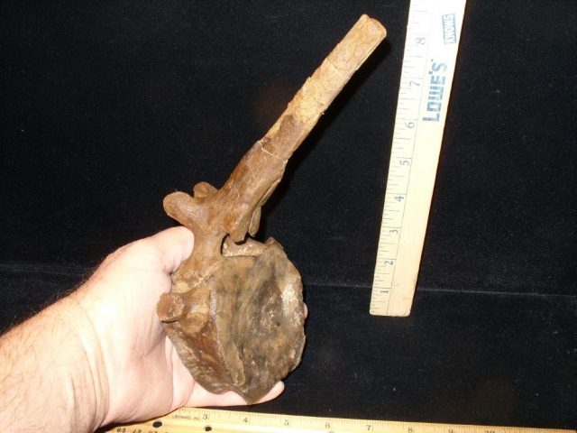Triceratops Dinosaur Tail Vertebra (016621a) - Image 4