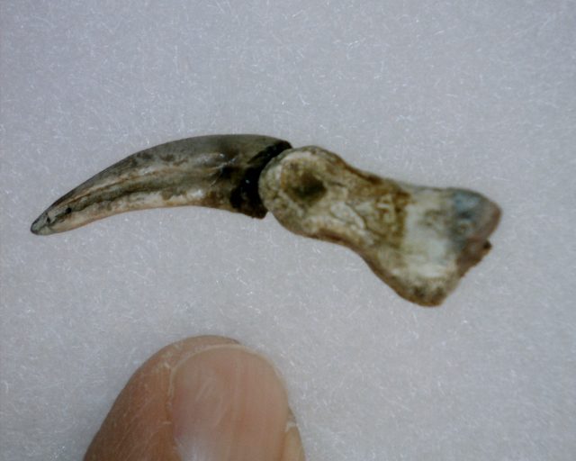 Dinosaur Foot Claw (020421k) - Image 5