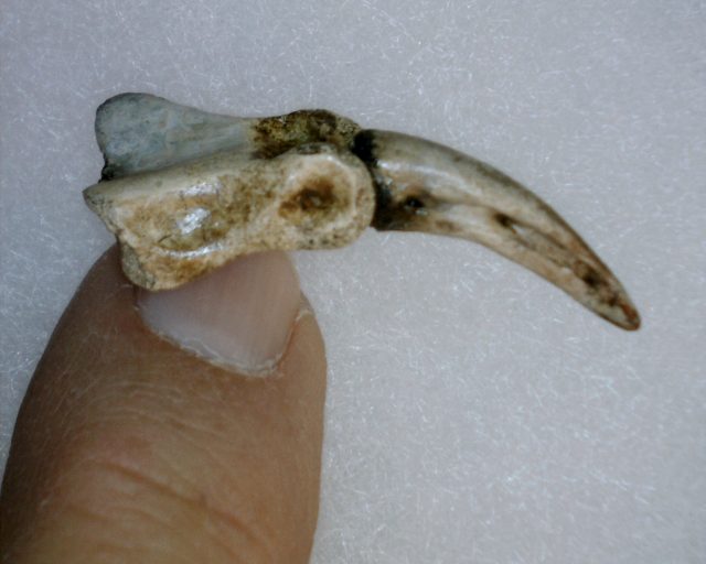 Dinosaur Foot Claw (020421k)